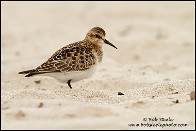 Baird's Sandpiper (Calidris bairdii)