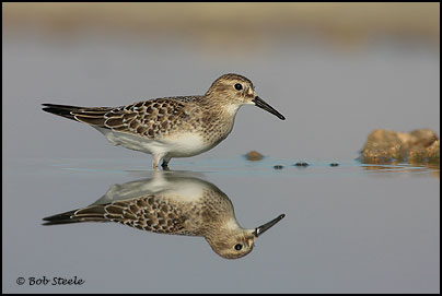 Baird's Sandpiper (Calidris bairdii)