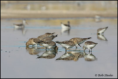 Baird's Sandpiper (Calidris bairdii)