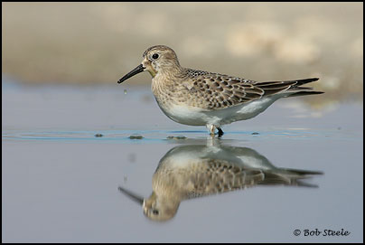 Baird's Sandpiper (Calidris bairdii)