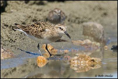 Baird's Sandpiper (Calidris bairdii)