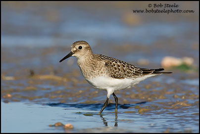 Baird's Sandpiper (Calidris bairdii)