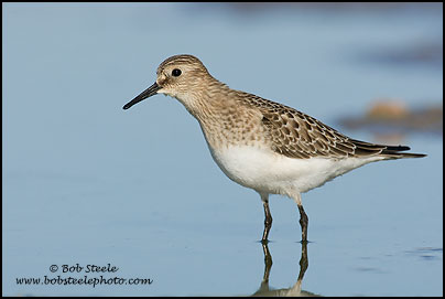 Baird's Sandpiper (Calidris bairdii)