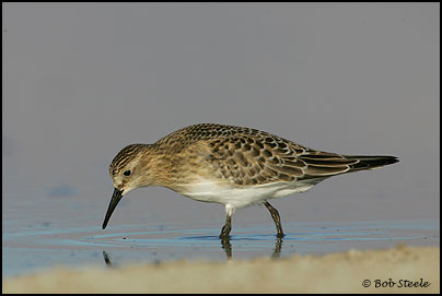 Baird's Sandpiper (Calidris bairdii)