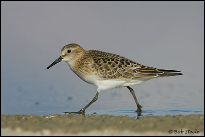Baird's Sandpiper (Calidris bairdii)