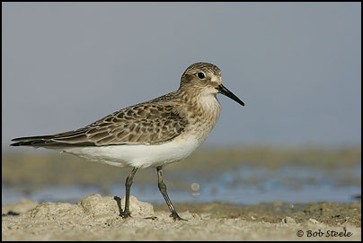 Baird's Sandpiper (Calidris bairdii)
