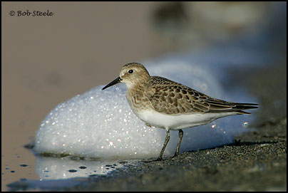Baird's Sandpiper (Calidris bairdii)