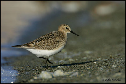 Baird's Sandpiper (Calidris bairdii)