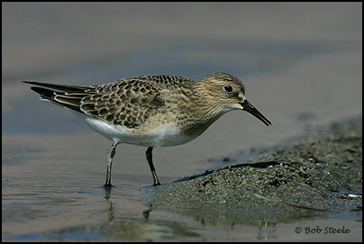 Baird's Sandpiper (Calidris bairdii)