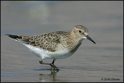 Baird's Sandpiper (Calidris bairdii)