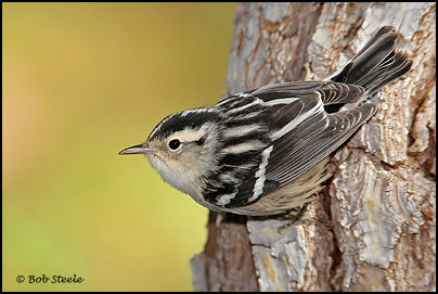 Black-and-white (Warbler Mniotilta varia)