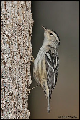 Black-and-white (Warbler Mniotilta varia)