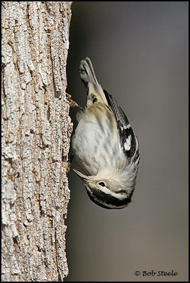 Black-and-white (Warbler Mniotilta varia)