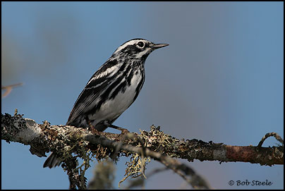 Black-and-white (Warbler Mniotilta varia)
