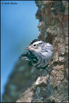 Black-and-white (Warbler Mniotilta varia)