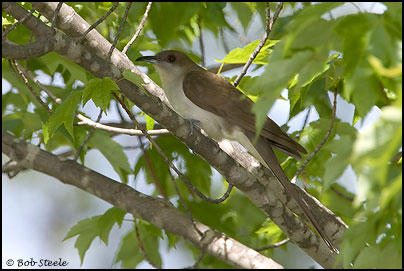Black-billed Cuckoo (Coccyzus erythropthalmus)