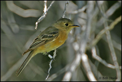 Buff-breasted Flycatcher (Empidonax fulvifrons)