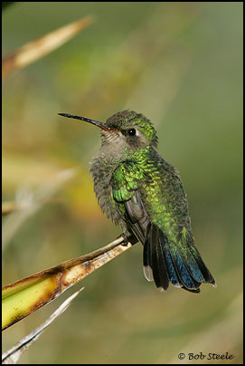 Broad-billed Hummingbird (Cynanthus latirostris)