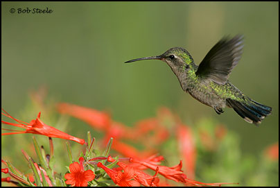Broad-billed Hummingbird (Cynanthus latirostris)