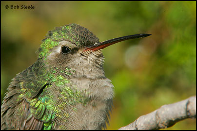 Broad-billed Hummingbird (Cynanthus latirostris)