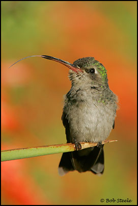 Broad-billed Hummingbird (Cynanthus latirostris)