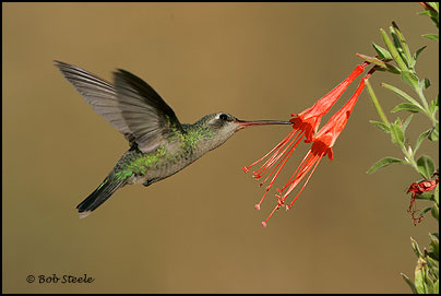 Broad-billed Hummingbird (Cynanthus latirostris)