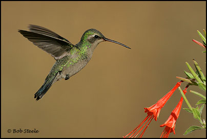 Broad-billed Hummingbird (Cynanthus latirostris)