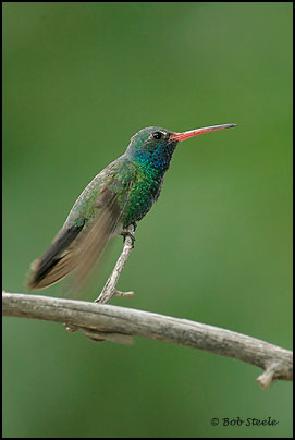 Broad-billed Hummingbird (Cynanthus latirostris)