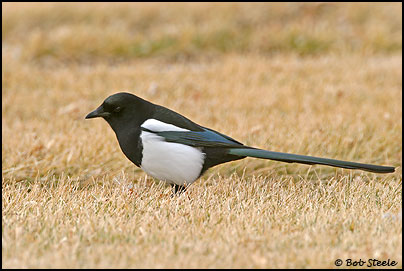 Black-billed Magpie (Pica hudsonia)