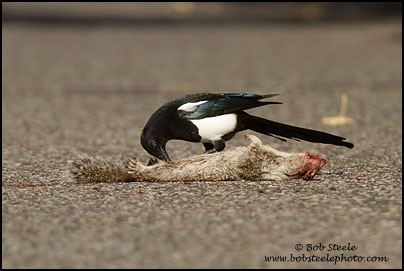Black-billed Magpie (Pica hudsonia)