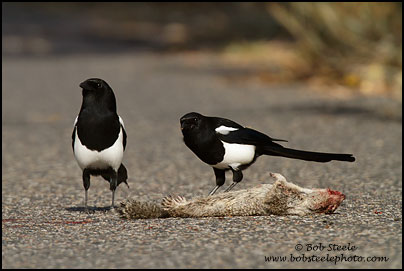 Black-billed Magpie (Pica hudsonia)