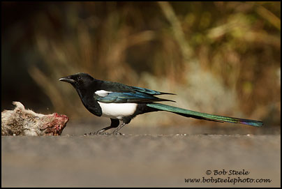 Black-billed Magpie (Pica hudsonia)