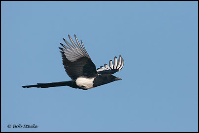 Black-billed Magpie (Pica hudsonia)