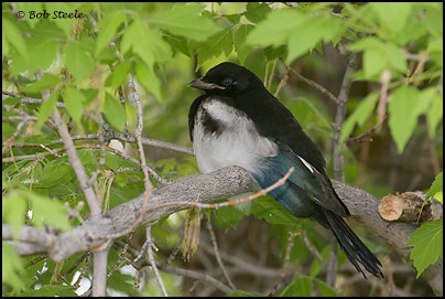 Black-billed Magpie (Pica hudsonia)