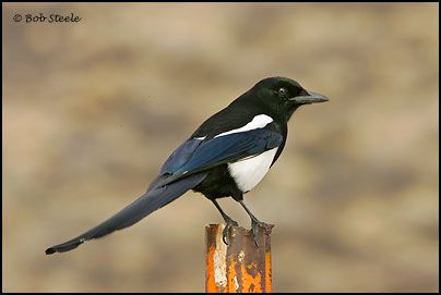 Black-billed Magpie (Pica hudsonia)