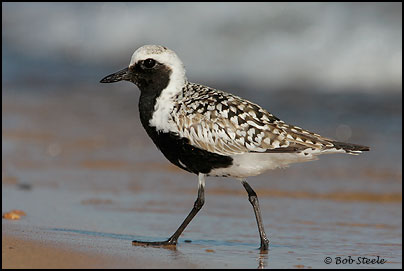 Black-bellied Plover (Pluvialis squatarola)
