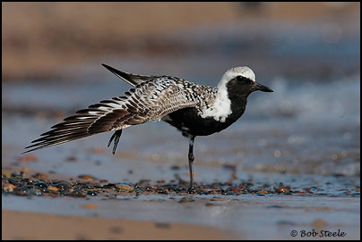 Black-bellied Plover (Pluvialis squatarola)