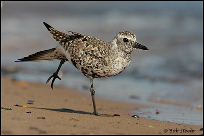 Black-bellied Plover (Pluvialis squatarola)