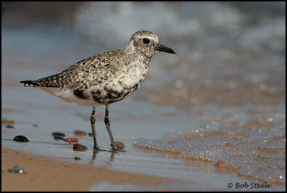 Black-bellied Plover (Pluvialis squatarola)