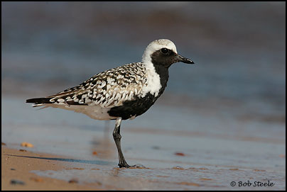 Black-bellied Plover (Pluvialis squatarola)