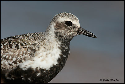 Black-bellied Plover (Pluvialis squatarola)