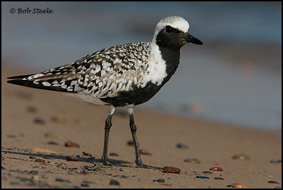 Black-bellied Plover (Pluvialis squatarola)