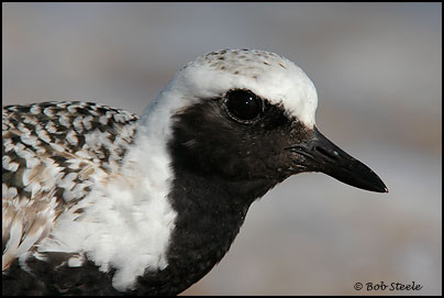 Black-bellied Plover (Pluvialis squatarola)