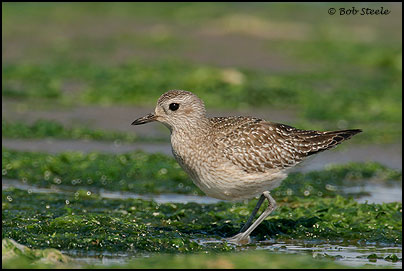 Black-bellied Plover (Pluvialis squatarola)