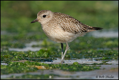 Black-bellied Plover (Pluvialis squatarola)