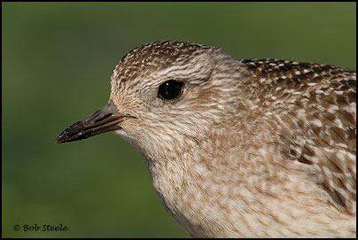 Black-bellied Plover (Pluvialis squatarola)
