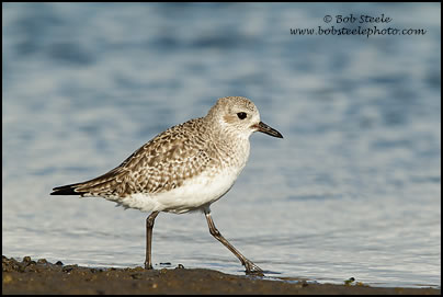 Black-bellied Plover (Pluvialis squatarola)