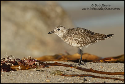 Black-bellied Plover (Pluvialis squatarola)