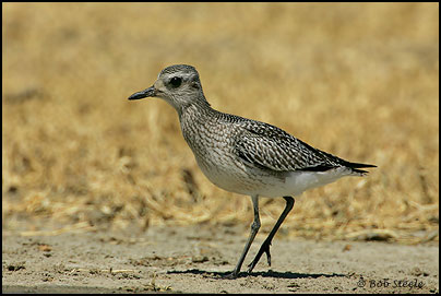 Black-bellied Plover (Pluvialis squatarola)