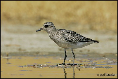 Black-bellied Plover (Pluvialis squatarola)